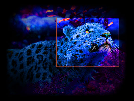 mahoonas leopard
